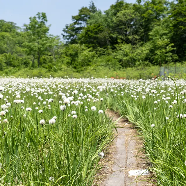 ワタスゲの駒止湿原