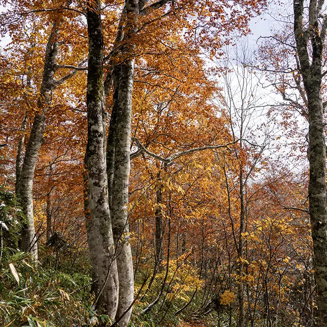 御池古道+温泉+新蕎麦