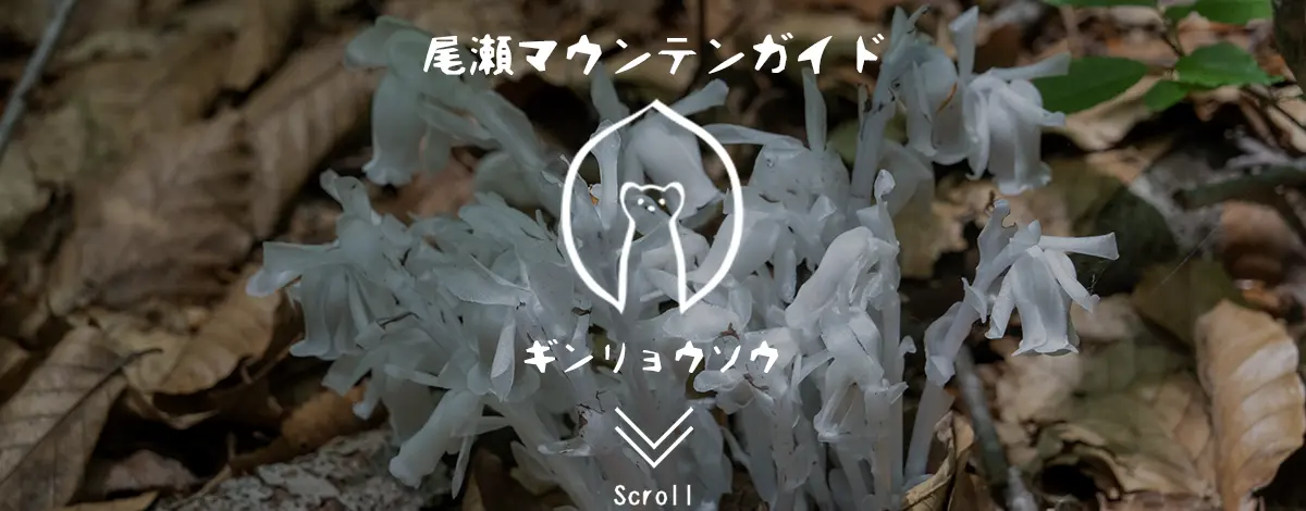 ギンリョウソウ