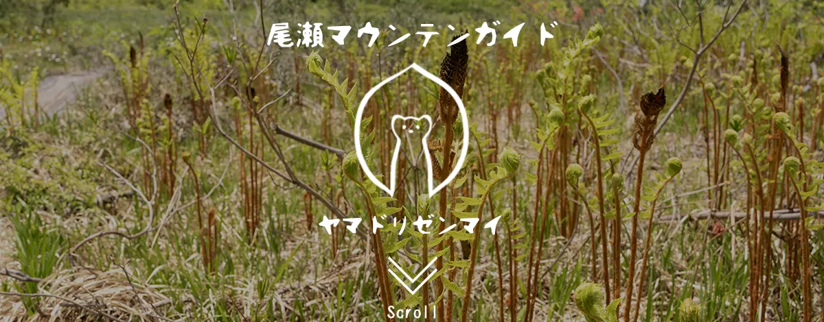 ヤマドリゼンマイ