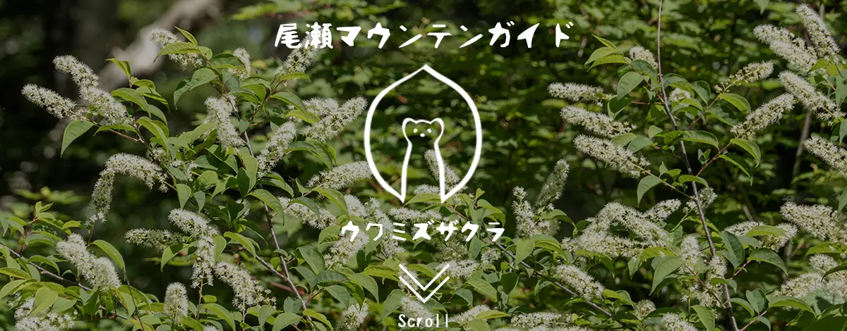 ウワミズザクラ