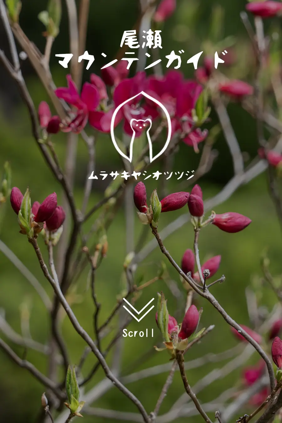 ムラサキヤシオツツジ