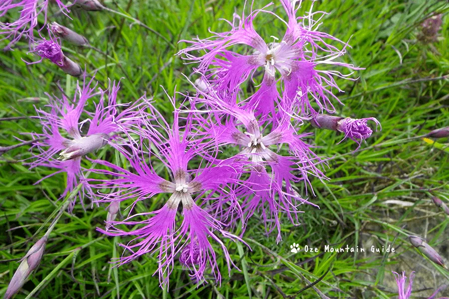 タカネナデシコ