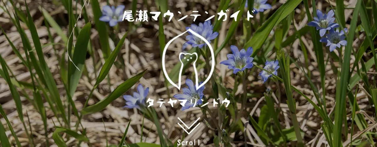 タテヤマリンドウ