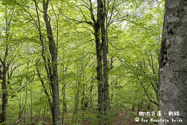 水芭蕉