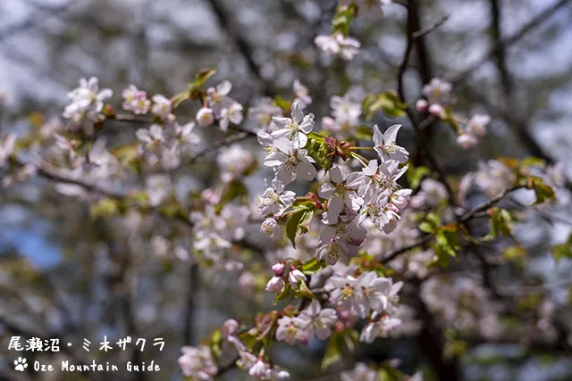 水芭蕉