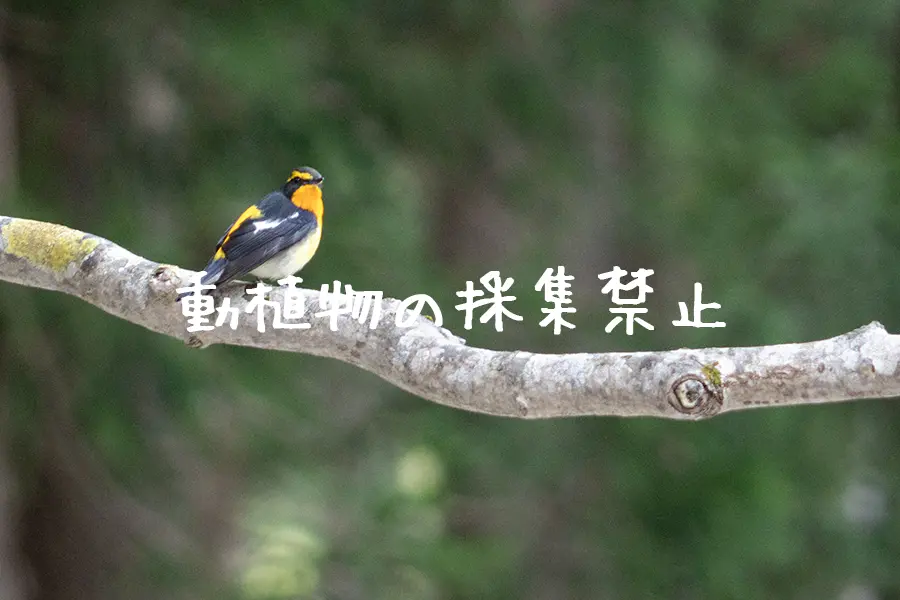 動植物は採らない