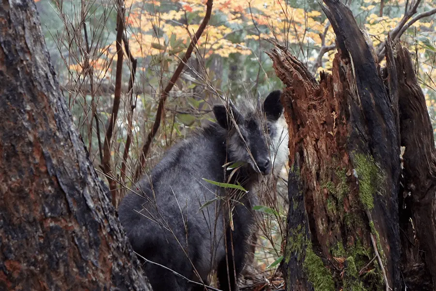 尾瀬・奥鬼怒湿原