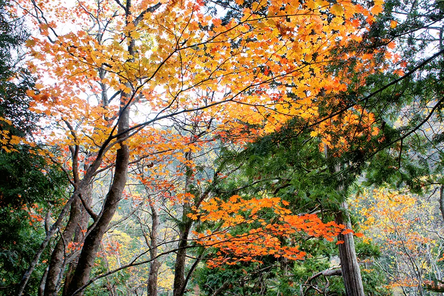 尾瀬・奥鬼怒湿原