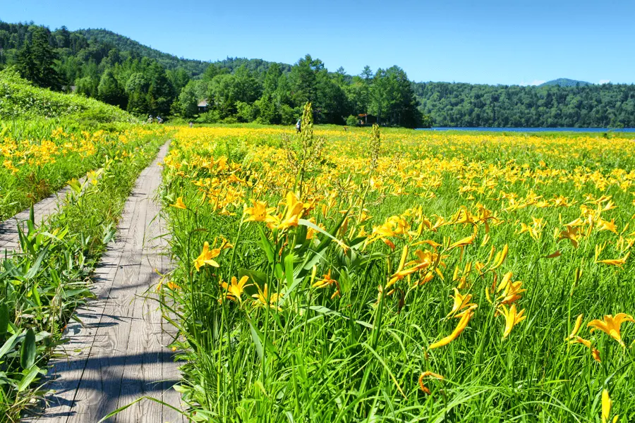 ニッコウキスゲ