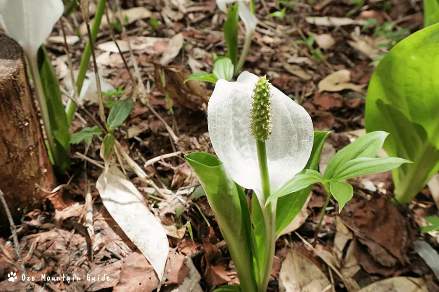 尾瀬・アヤメ平