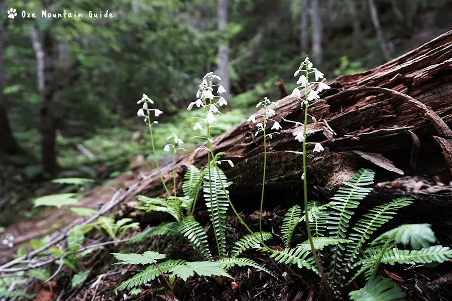 尾瀬・オサバグサ