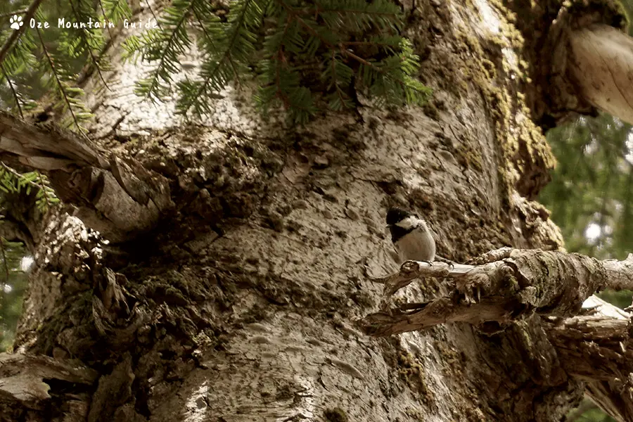 尾瀬・オサバグサ