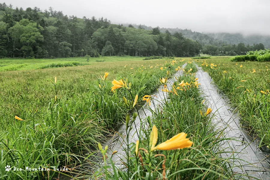 尾瀬・ニッコウキスゲ