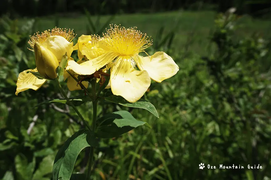 尾瀬・ニッコウキスゲ