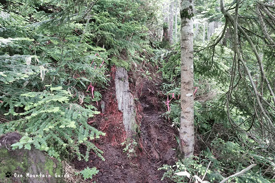 尾瀬・見晴新道