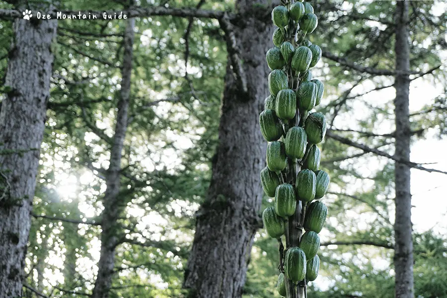 尾瀬・オオウバユリ