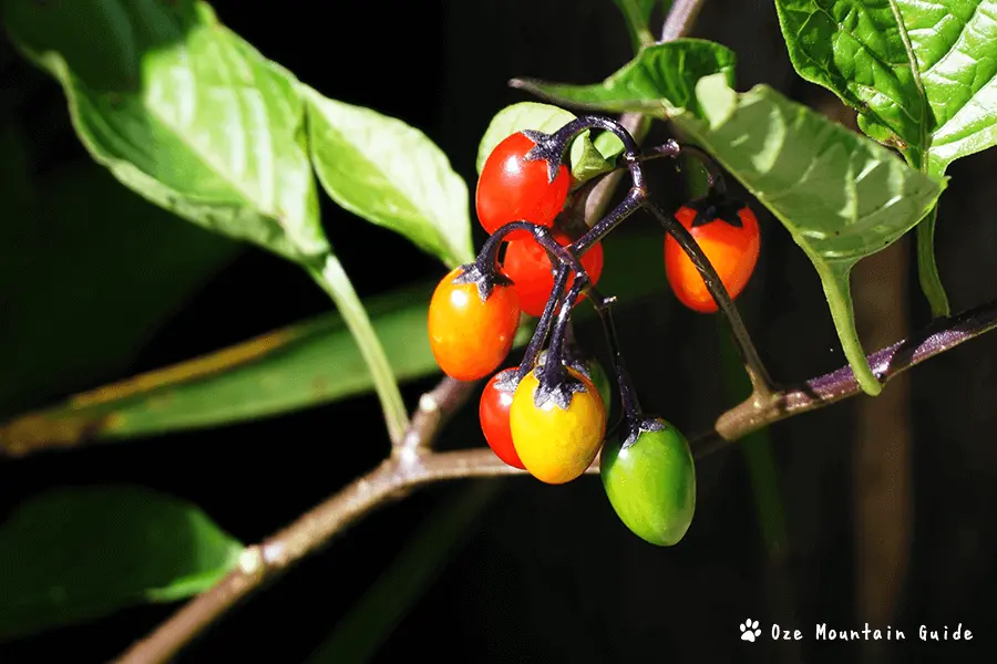 尾瀬・オオマルバノホロシ