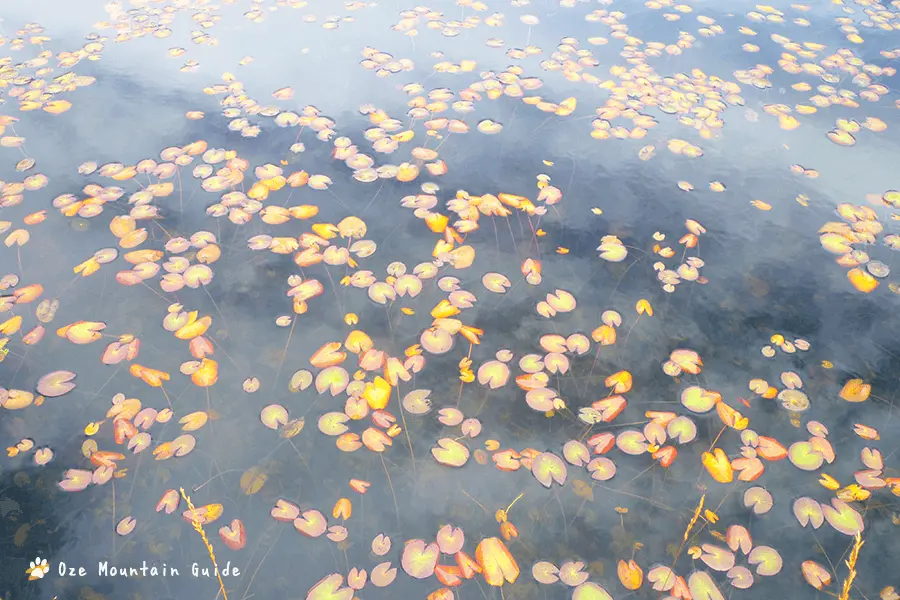 尾瀬・ヒツジグサ