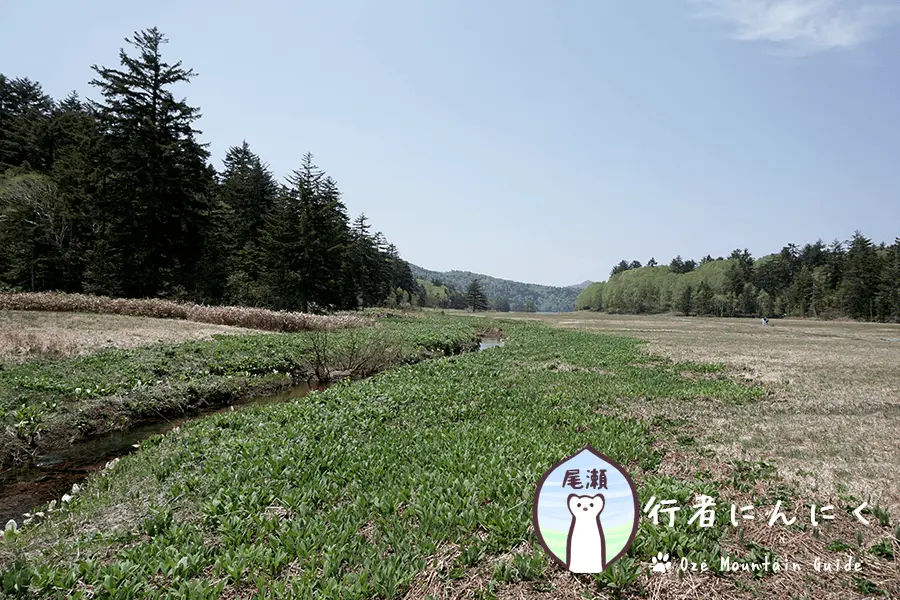 尾瀬