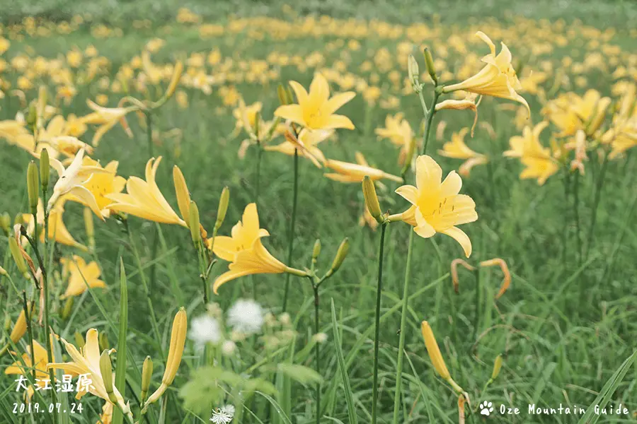 ニッコウキスゲガイド