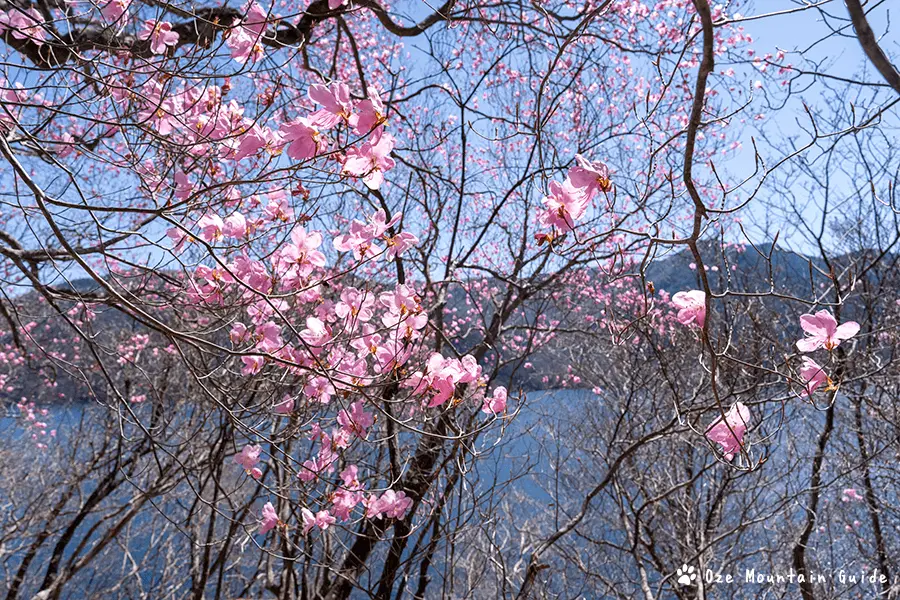 トウゴクミツバツツジ