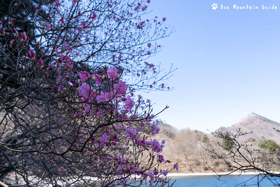 トウゴクミツバツツジ