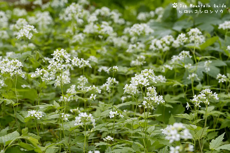 ヒロハコンロンソウ