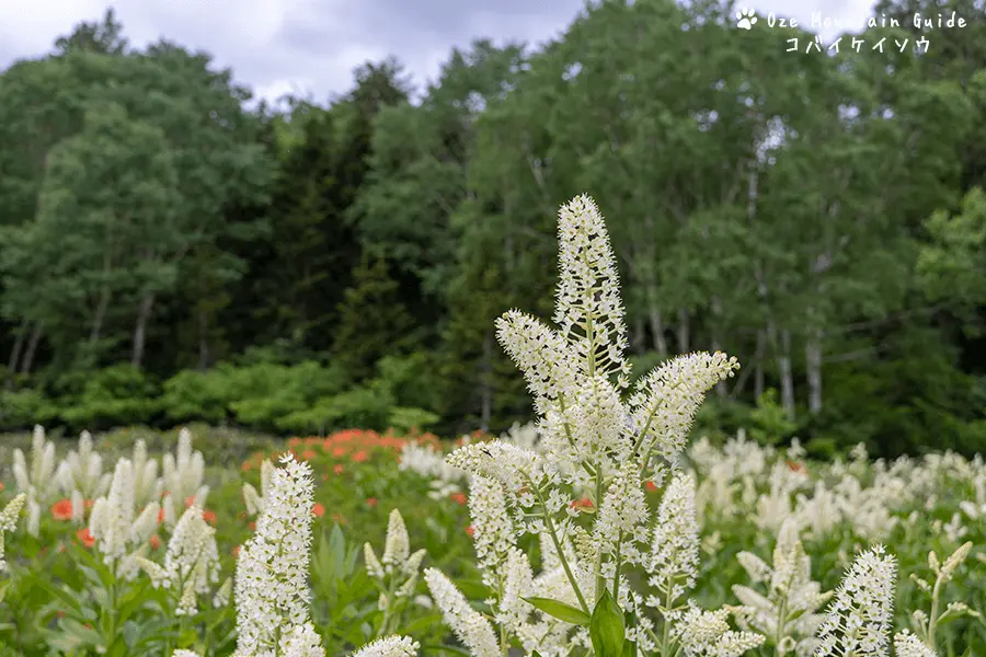 コバイケイソウ