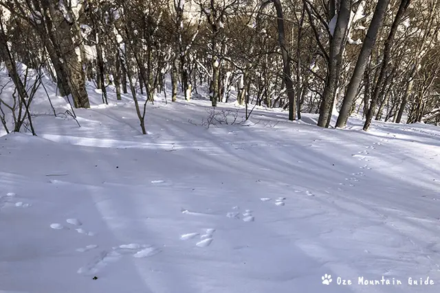 ウサギの足跡