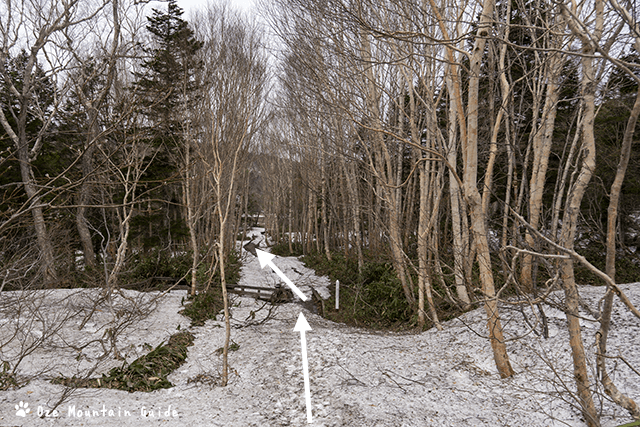 雪で覆われた木道