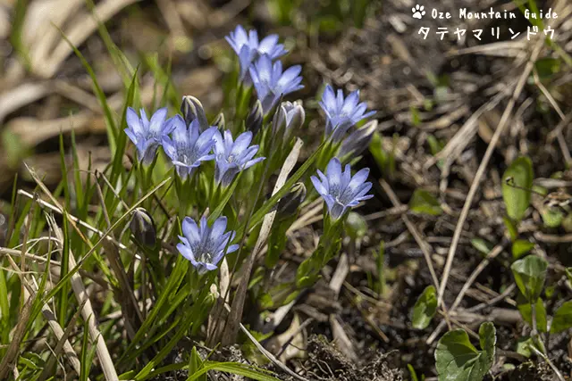 タテヤマリンドウ