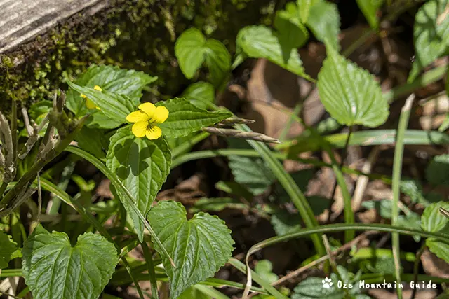 オオバキスミレ