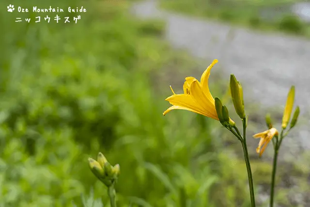 ニッコウキスゲ