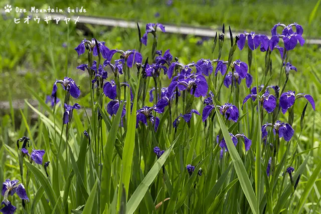 ヒオウギアヤメ