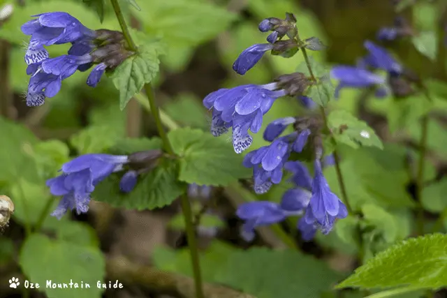 ラショウモンカズラ