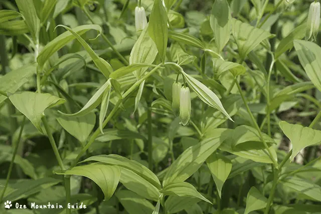 ホウチャクソウ