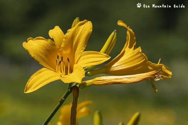 ニッコウキスゲ
