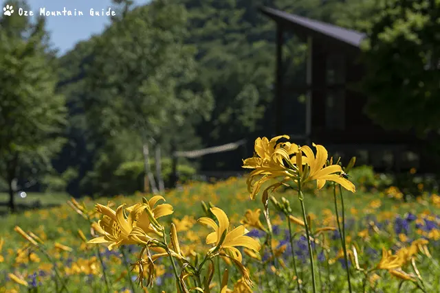 ニッコウキスゲ