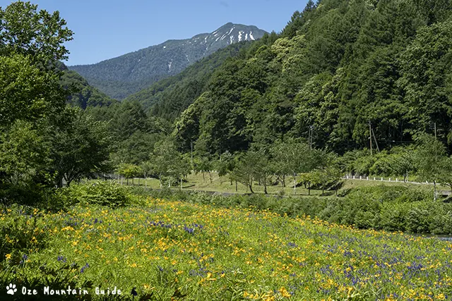 ニッコウキスゲ