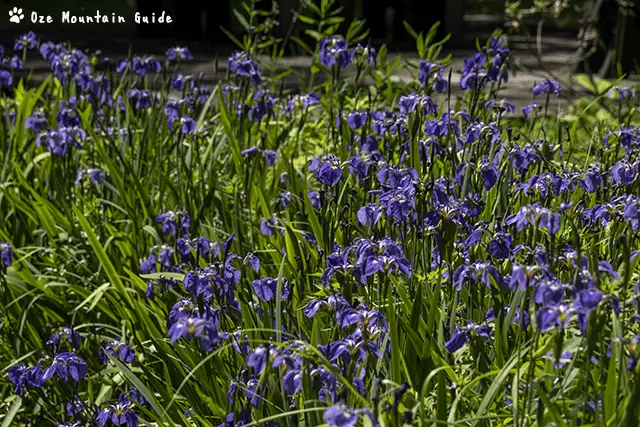 ヒオウギアヤメ