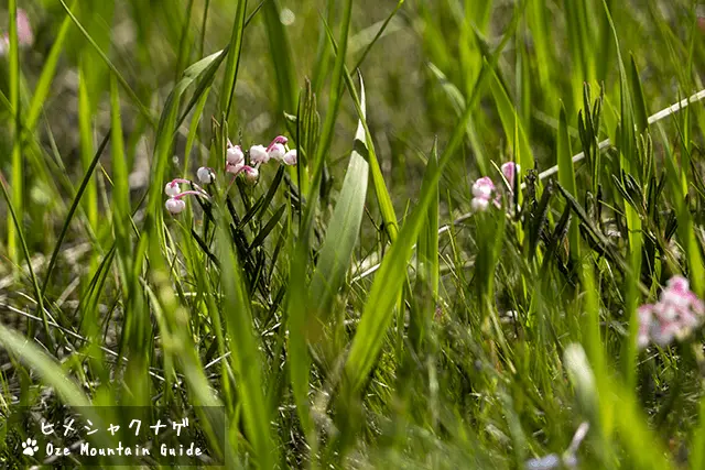 ヒメシャクナゲ