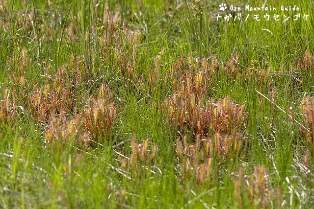 ナガバノモウセンゴケ