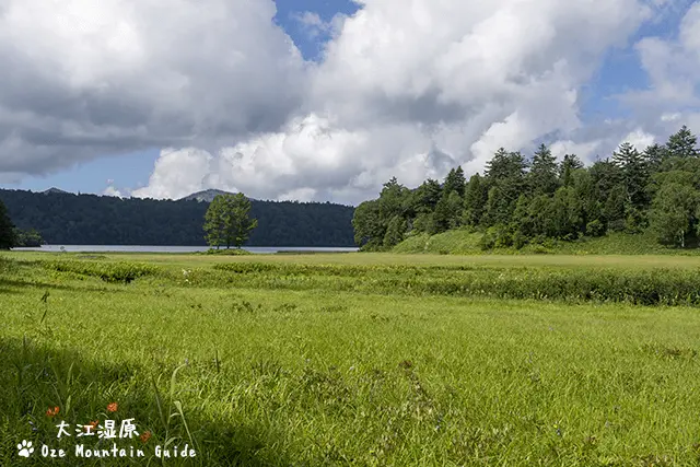大江湿原