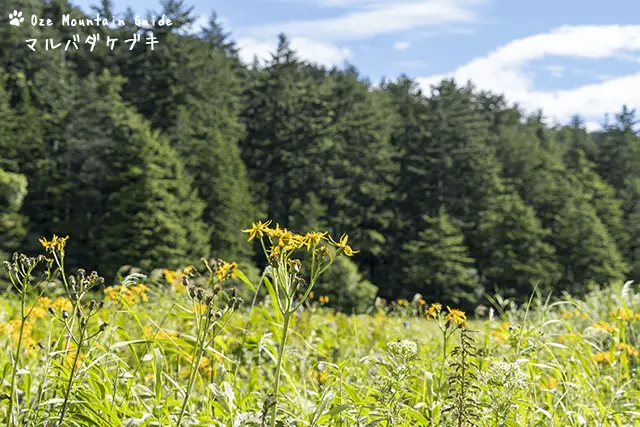 マルバダケブキ