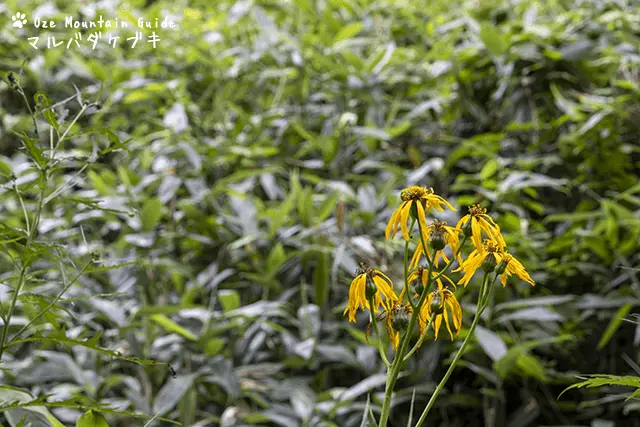 マルバダケブキ