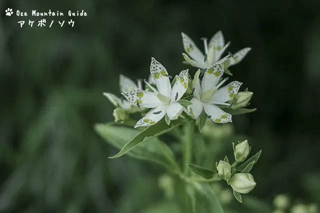 アケボノソウ
