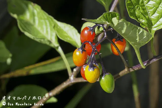 オオマルバノホロシ