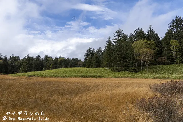 ヤナギランの丘