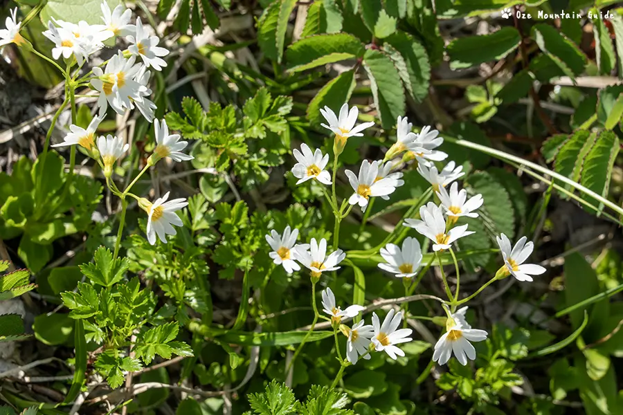 秋田駒ケ岳